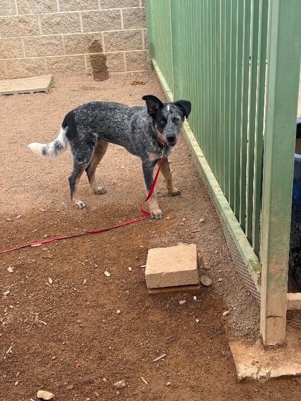 Enlarge Reagan, a Adoptable Cattle Dog in Hobbs, NM image 1/4