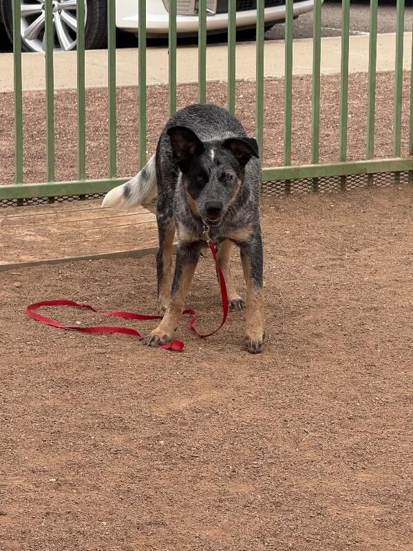 Enlarge Reagan, a Adoptable Cattle Dog in Hobbs, NM image 3/4