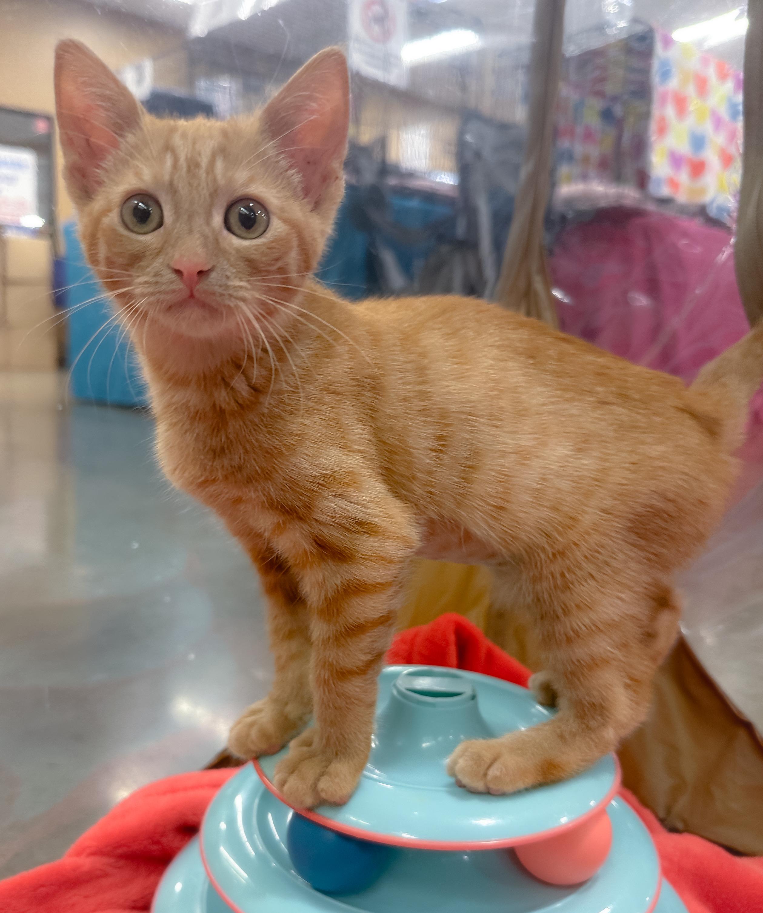 Enlarge Rhea, a ADOPTABLE Domestic Short Hair in Oakley, CA image 6/6