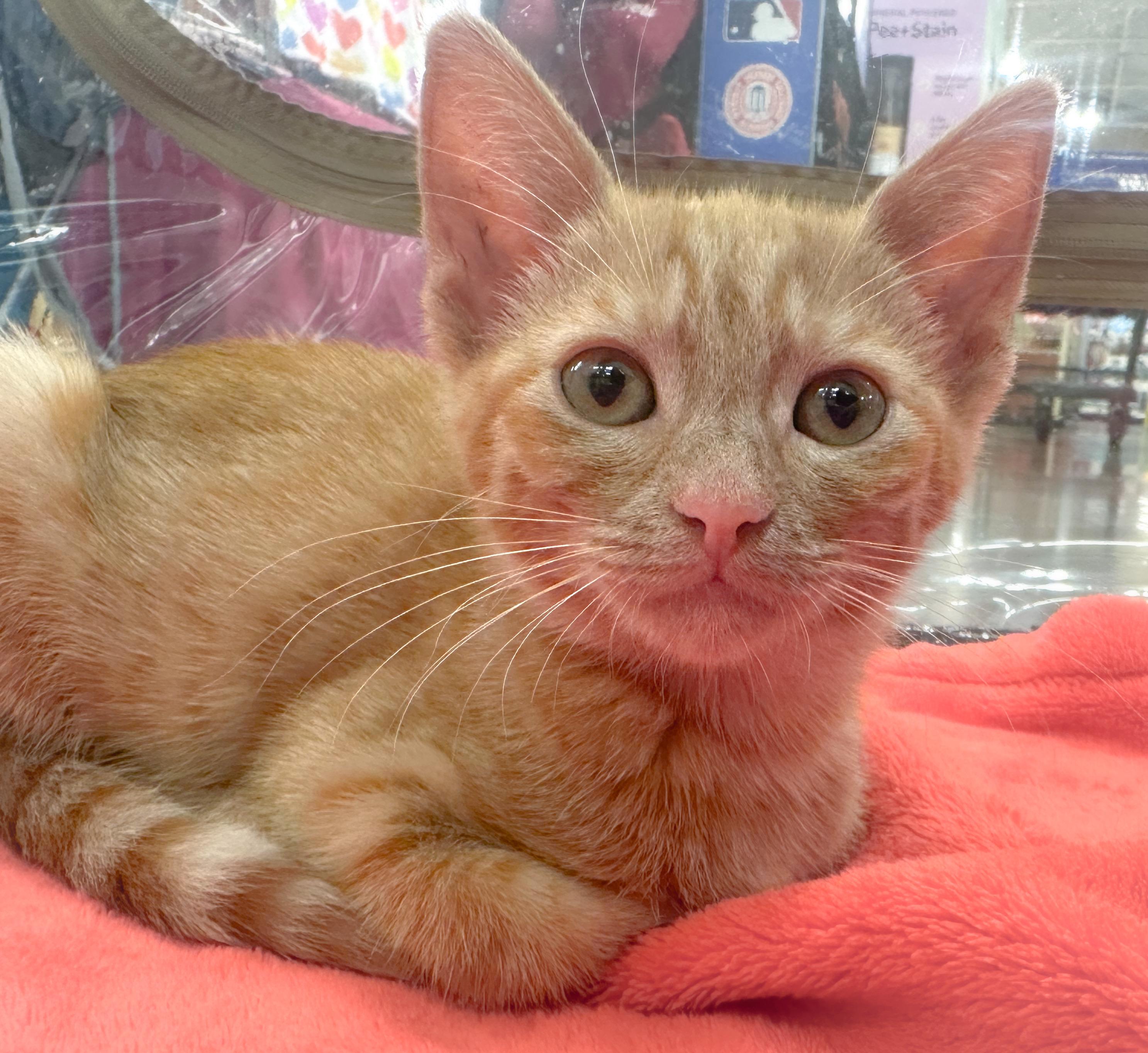 Rhea, ADOPTABLE, Kitten Female Domestic Short Hair.
