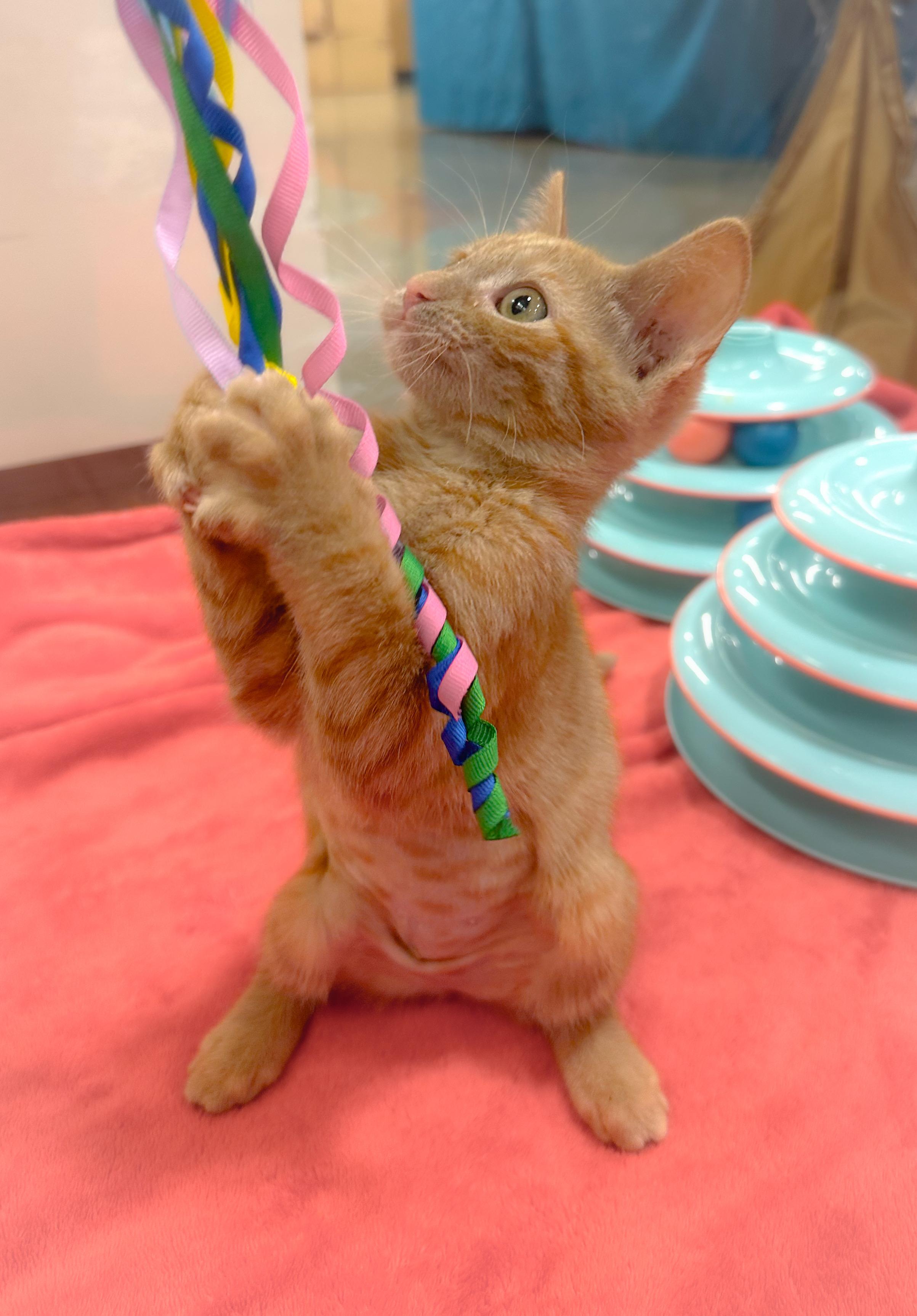 Enlarge Rhea, a ADOPTABLE Domestic Short Hair in Oakley, CA image 2/6