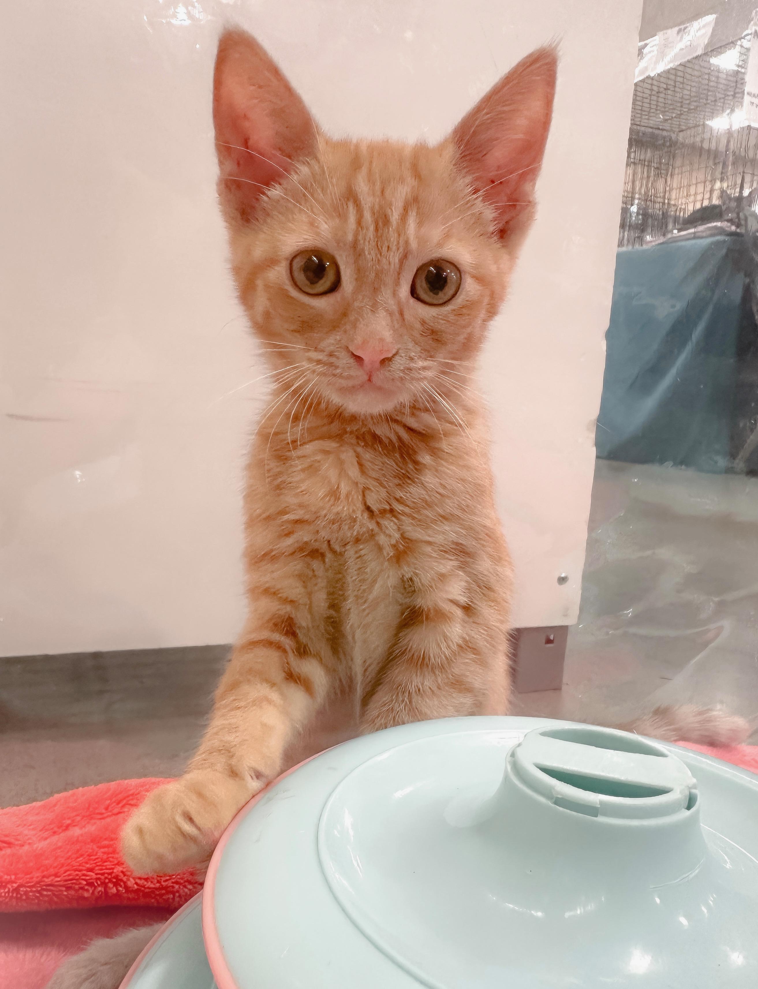 Enlarge Rhea, a ADOPTABLE Domestic Short Hair in Oakley, CA image 4/6