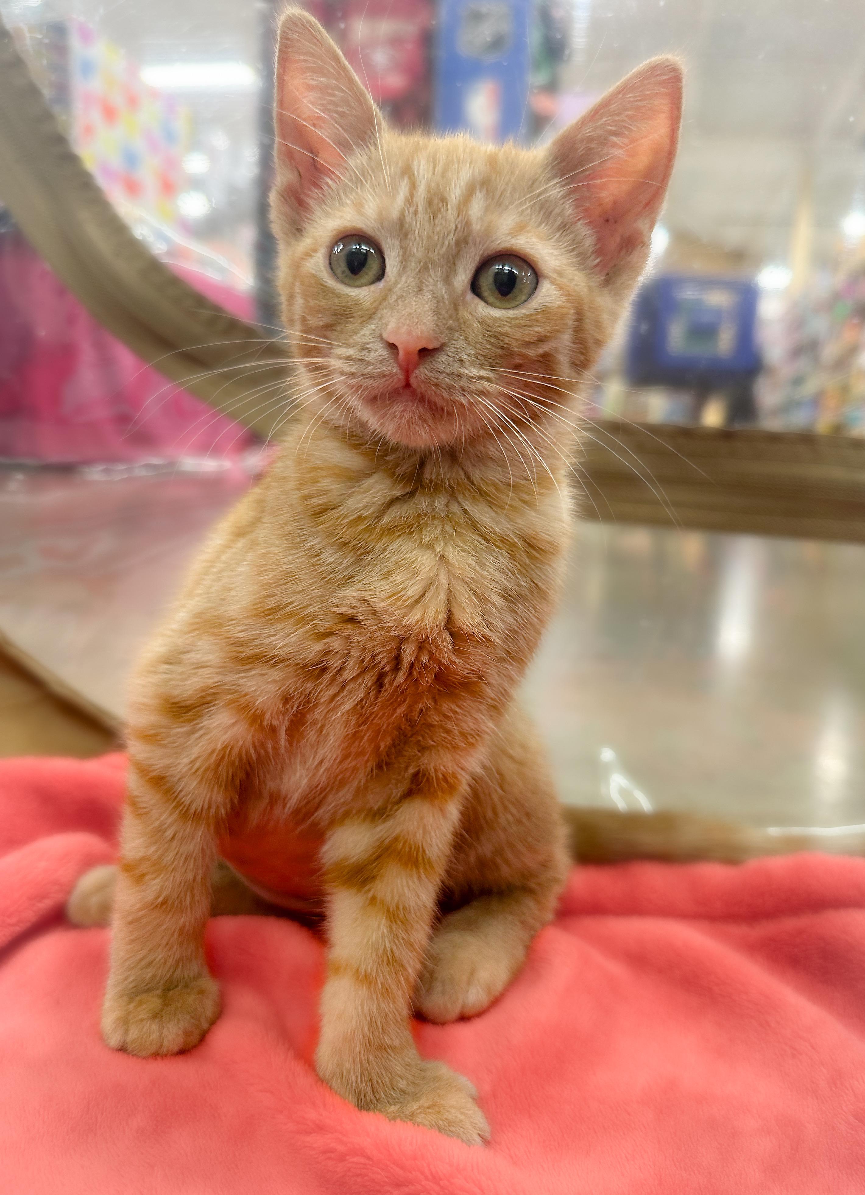 Enlarge Rhea, a ADOPTABLE Domestic Short Hair in Oakley, CA image 5/6