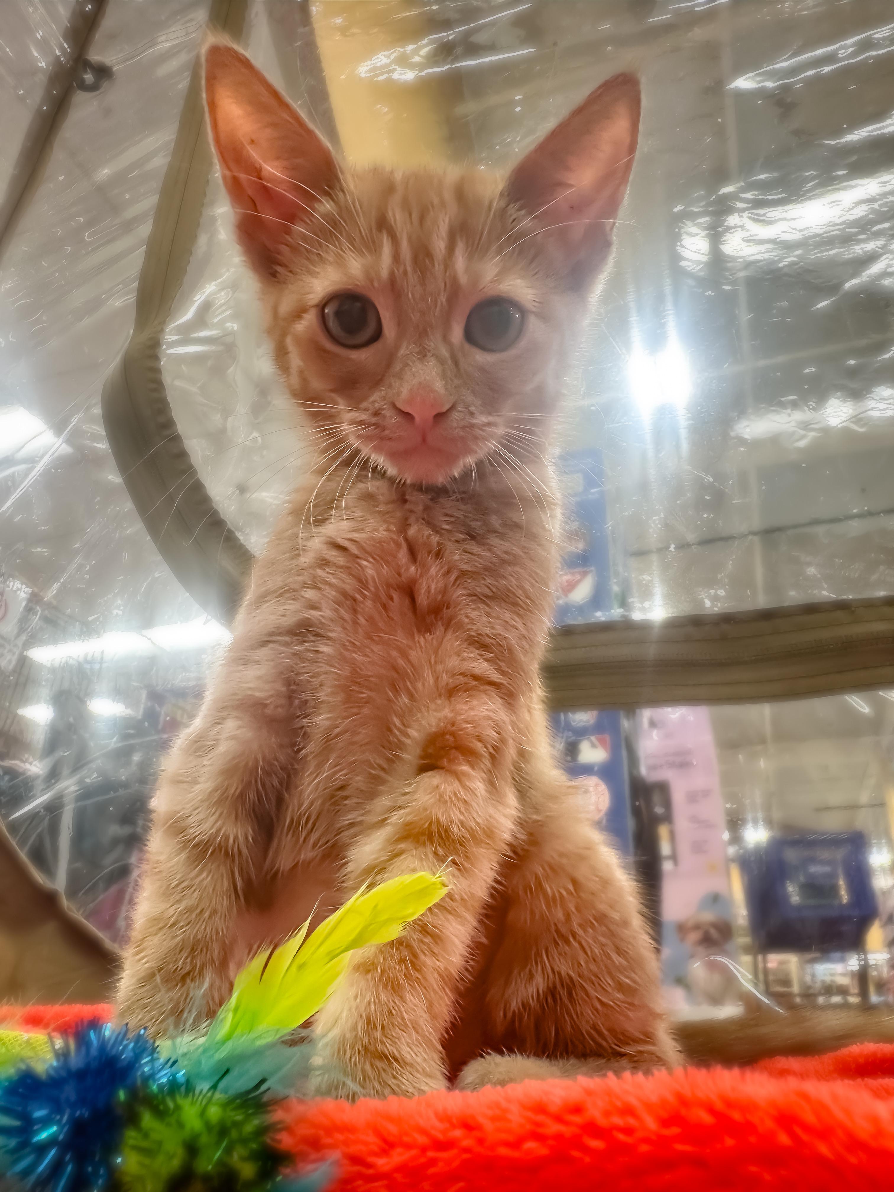 Enlarge Rhea, a ADOPTABLE Domestic Short Hair in Oakley, CA image 3/6