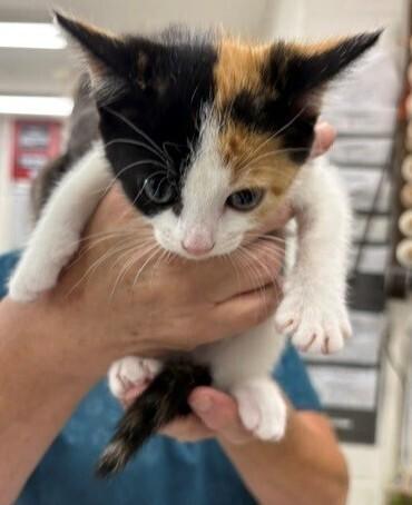 Lotty, Adoptable, Kitten Female Calico.