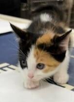 Enlarge Lotty, a Adoptable Calico in Dawson, GA image 2/2