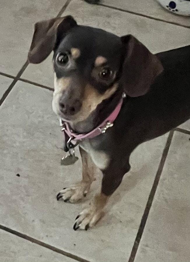Bella Mia, a Adoptable mixed breed in Pearland, TX image 2/3