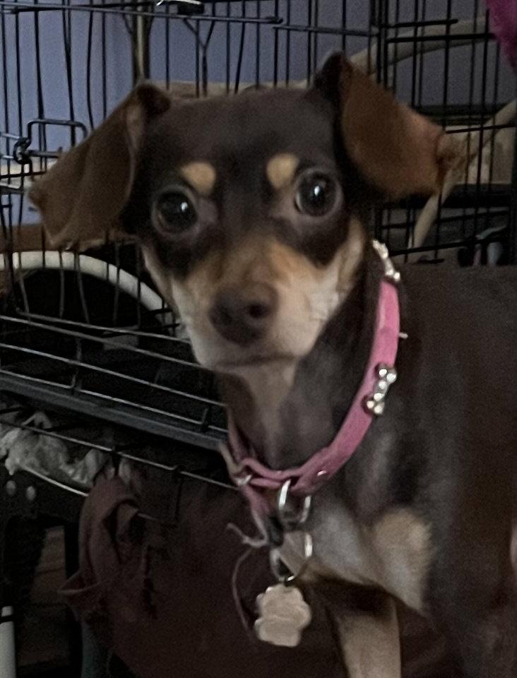 Enlarge Bella Mia, a Adoptable mixed breed in Pearland, TX image 2/3