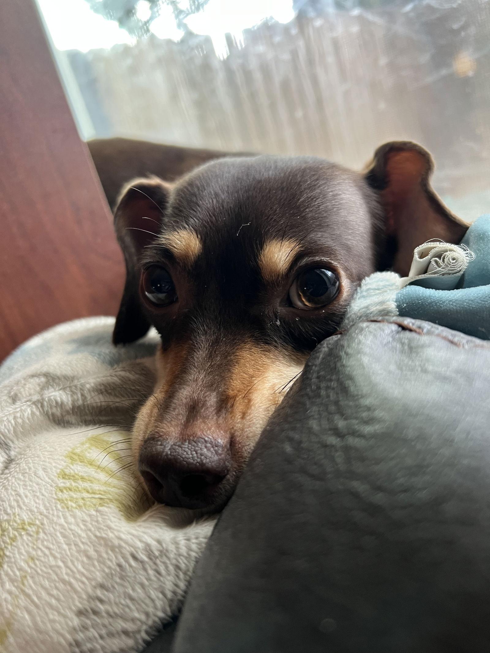 Enlarge Bella Mia, a Adoptable mixed breed in Pearland, TX image 2/3