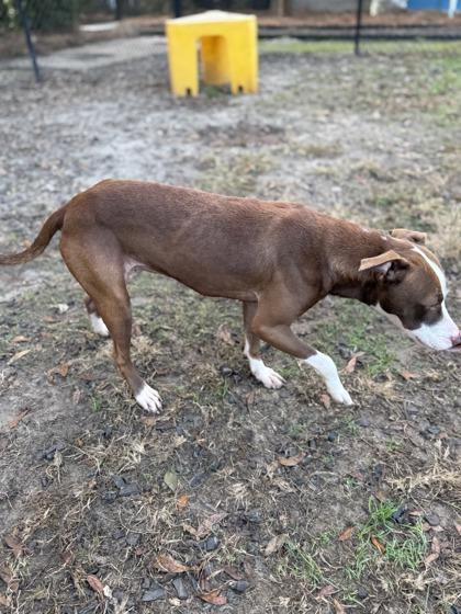 Ember(HW+), a Adoptable mixed breed in Conway, SC image 1/3