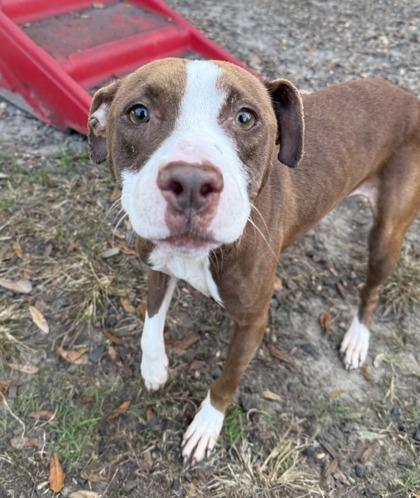 Ember(HW+), a Adoptable mixed breed in Conway, SC image 2/3