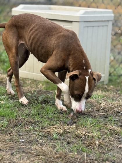 Ember(HW+), a Adoptable mixed breed in Conway, SC image 3/3