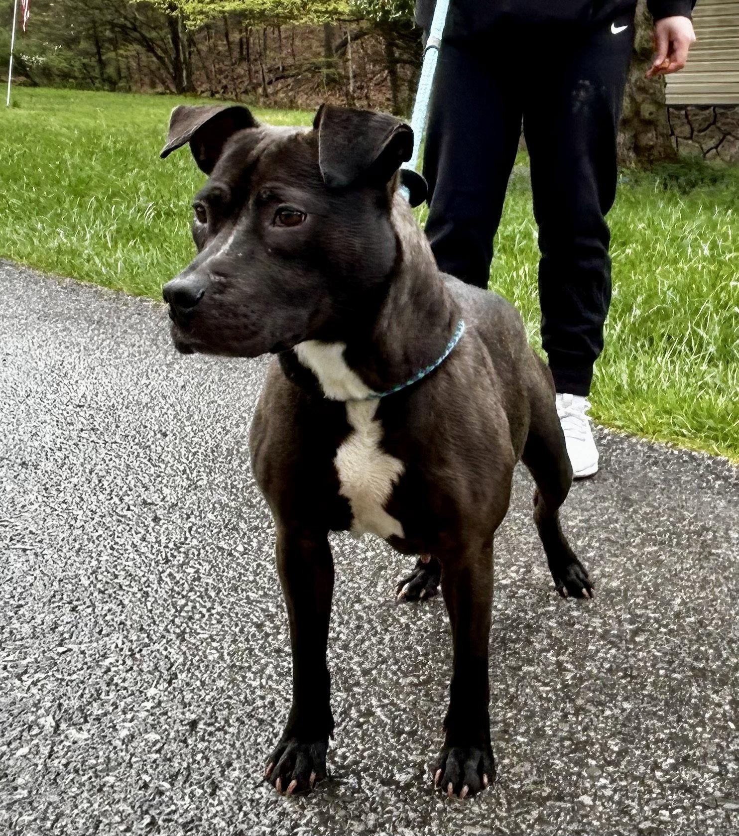 Enlarge Zeta, a Adopted Pit Bull Terrier in Elkins, WV image 1/2