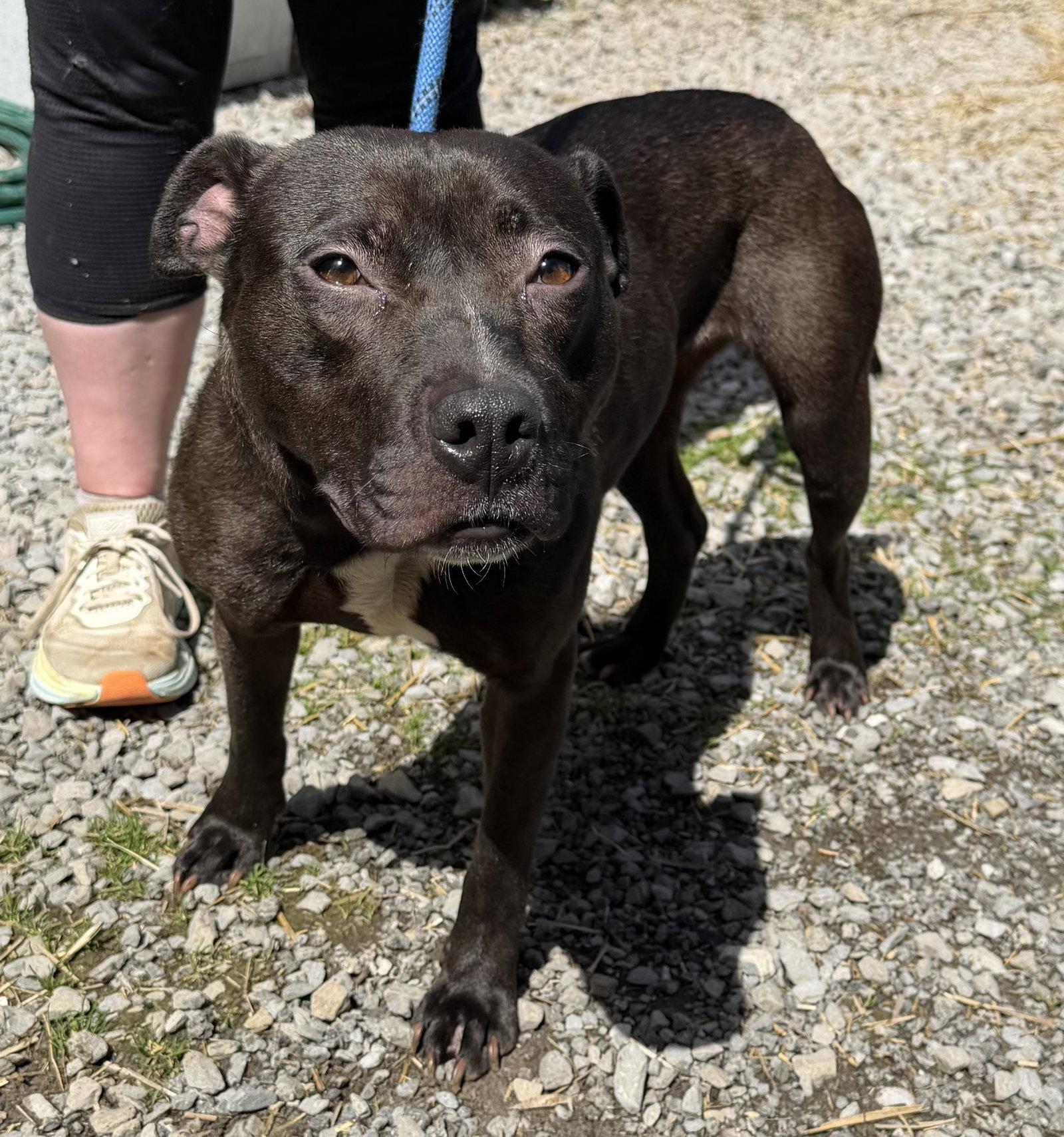 Enlarge Zeta, a Adopted Pit Bull Terrier in Elkins, WV image 2/2