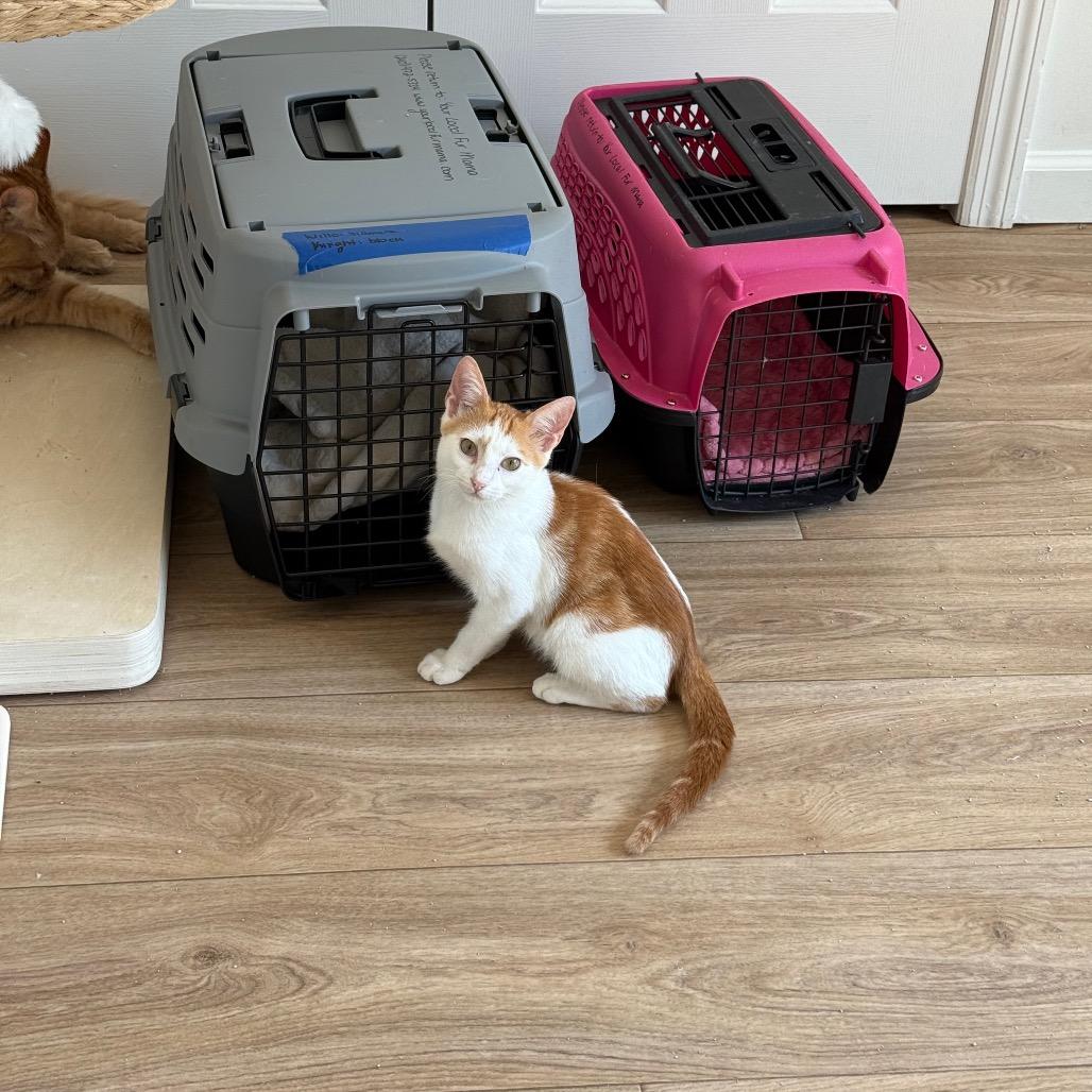 Enlarge Marmalade, a Adoptable Domestic Short Hair in Chattanooga, TN image 1/6