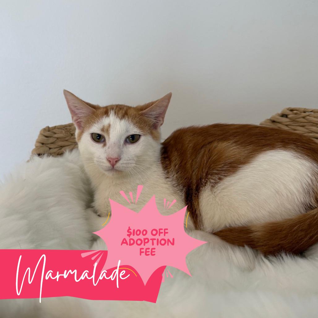 Enlarge Marmalade, a Adoptable Domestic Short Hair in Chattanooga, TN image 2/6