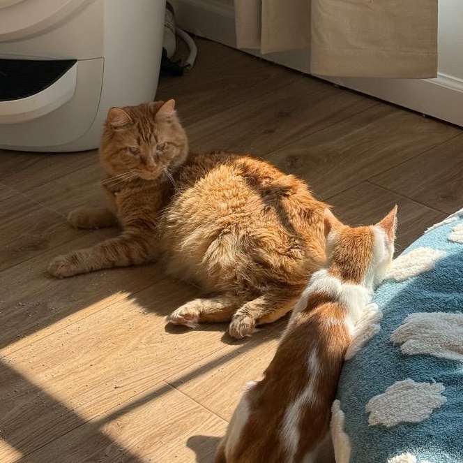 Enlarge Marmalade, a Adoptable Domestic Short Hair in Chattanooga, TN image 3/6