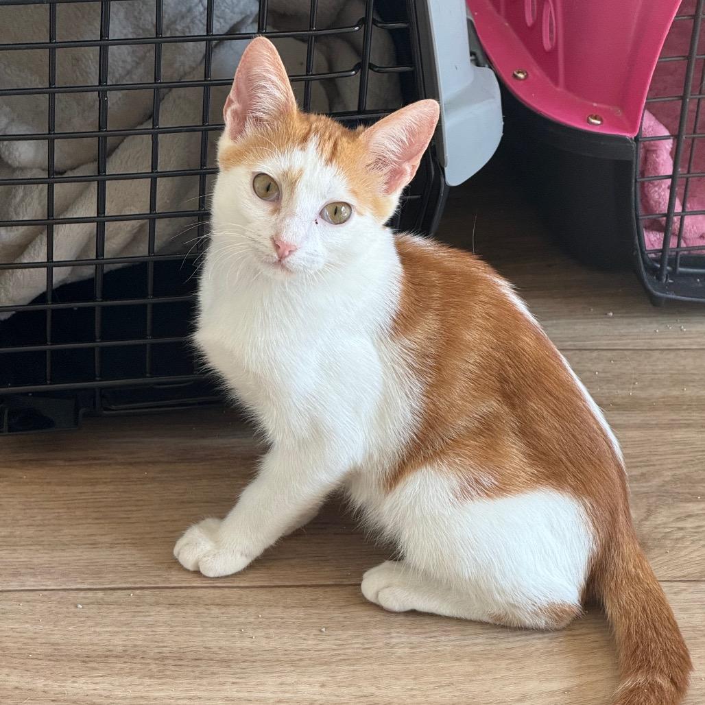 Enlarge Marmalade, a Adoptable Domestic Short Hair in Chattanooga, TN image 4/6