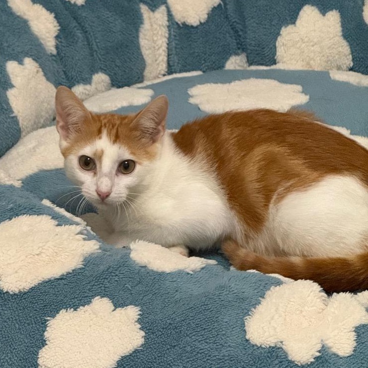 Enlarge Marmalade, a Adoptable Domestic Short Hair in Chattanooga, TN image 5/6