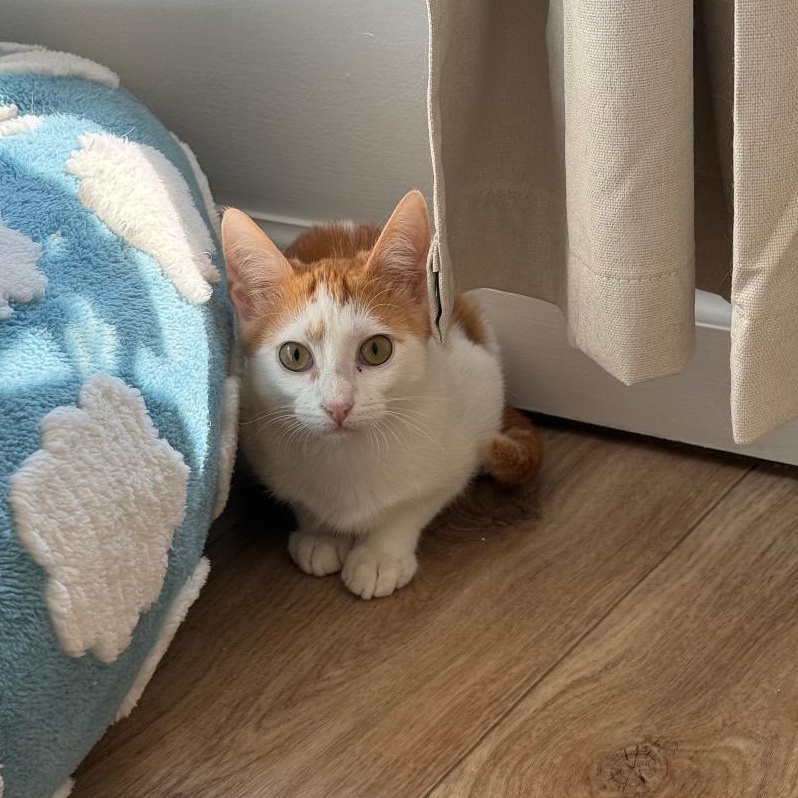 Enlarge Marmalade, a Adoptable Domestic Short Hair in Chattanooga, TN image 6/6