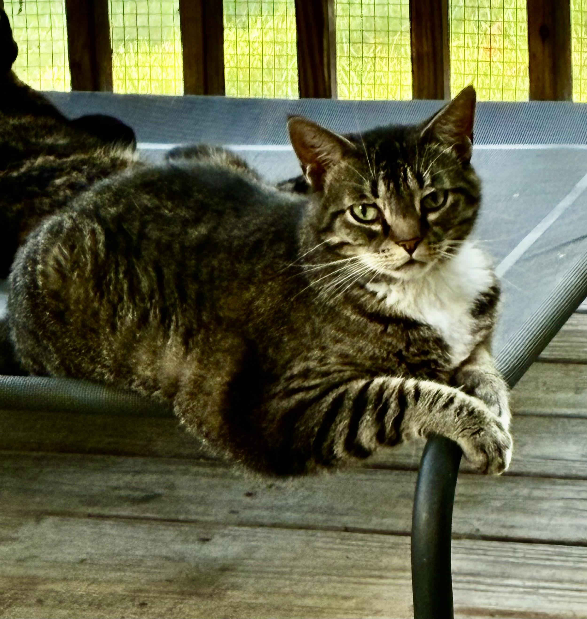 Binx, adoptable, Adult Male Tabby & Domestic Short Hair.