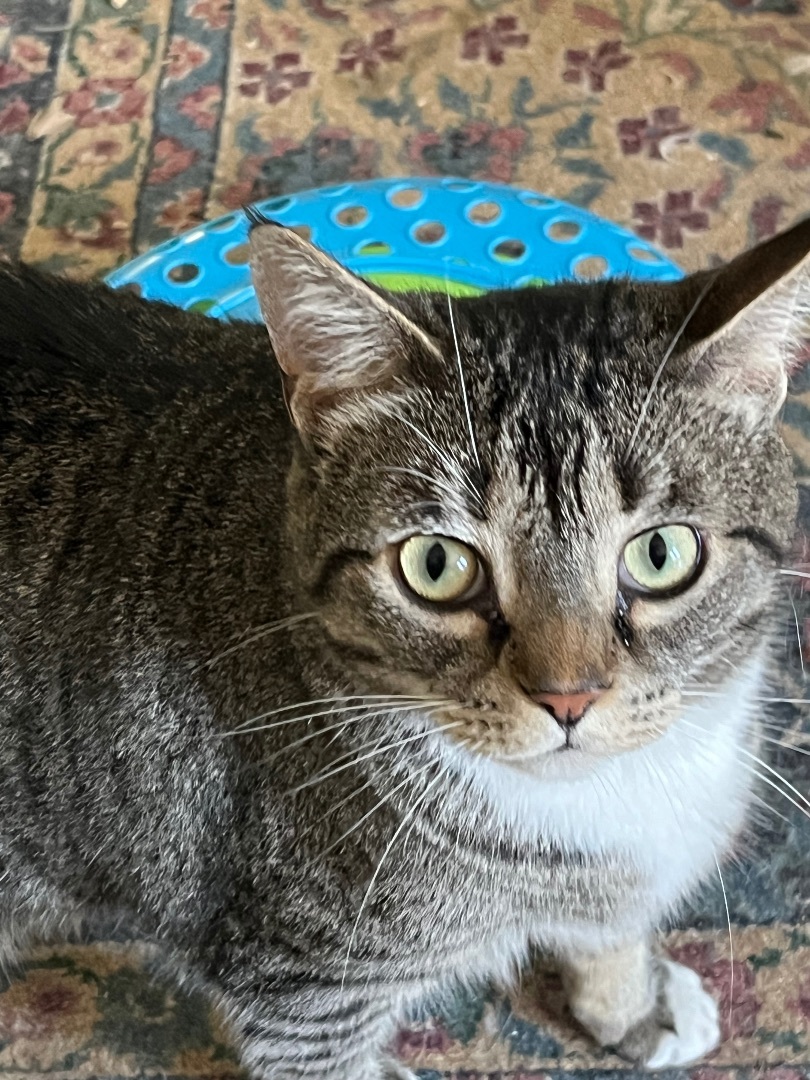 Binx, a Adoptable mixed breed in Mobile, AL image 4/6