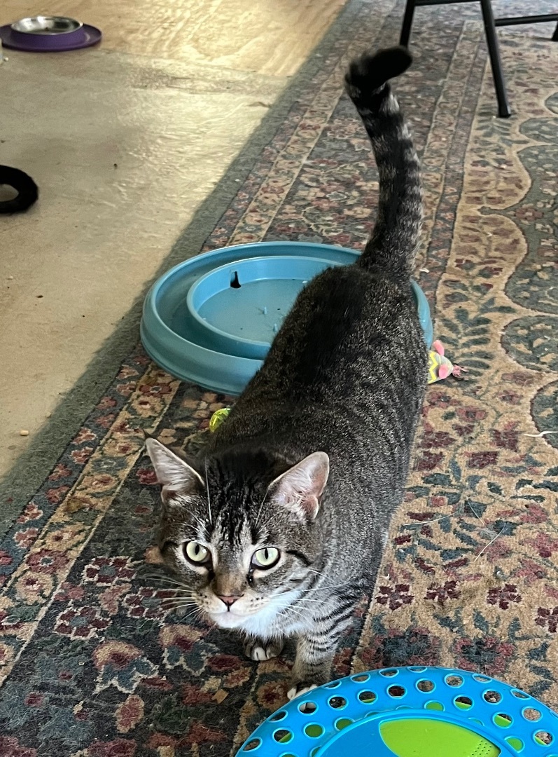 Binx, a Adoptable mixed breed in Mobile, AL image 5/6