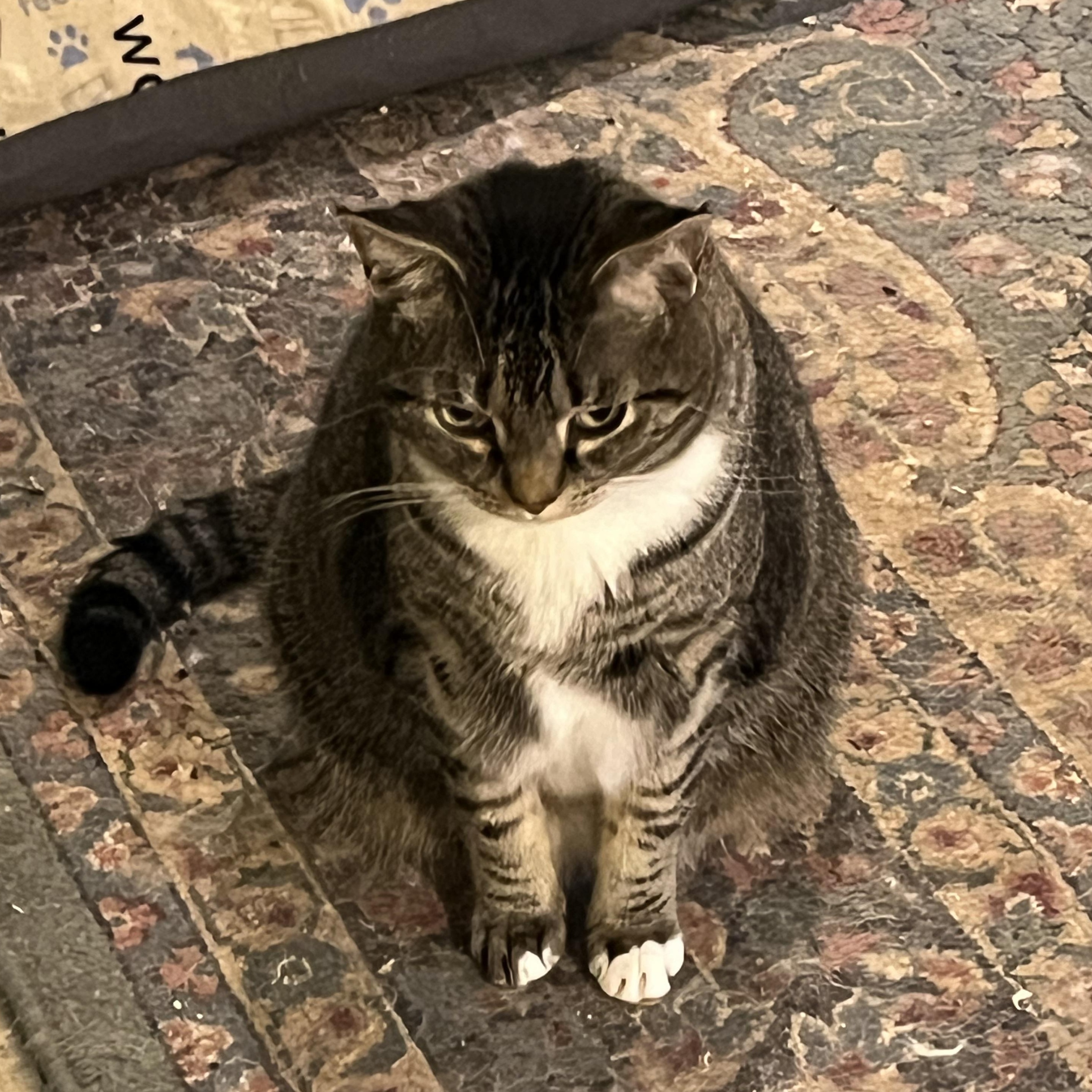 Binx, Adult Male unknown