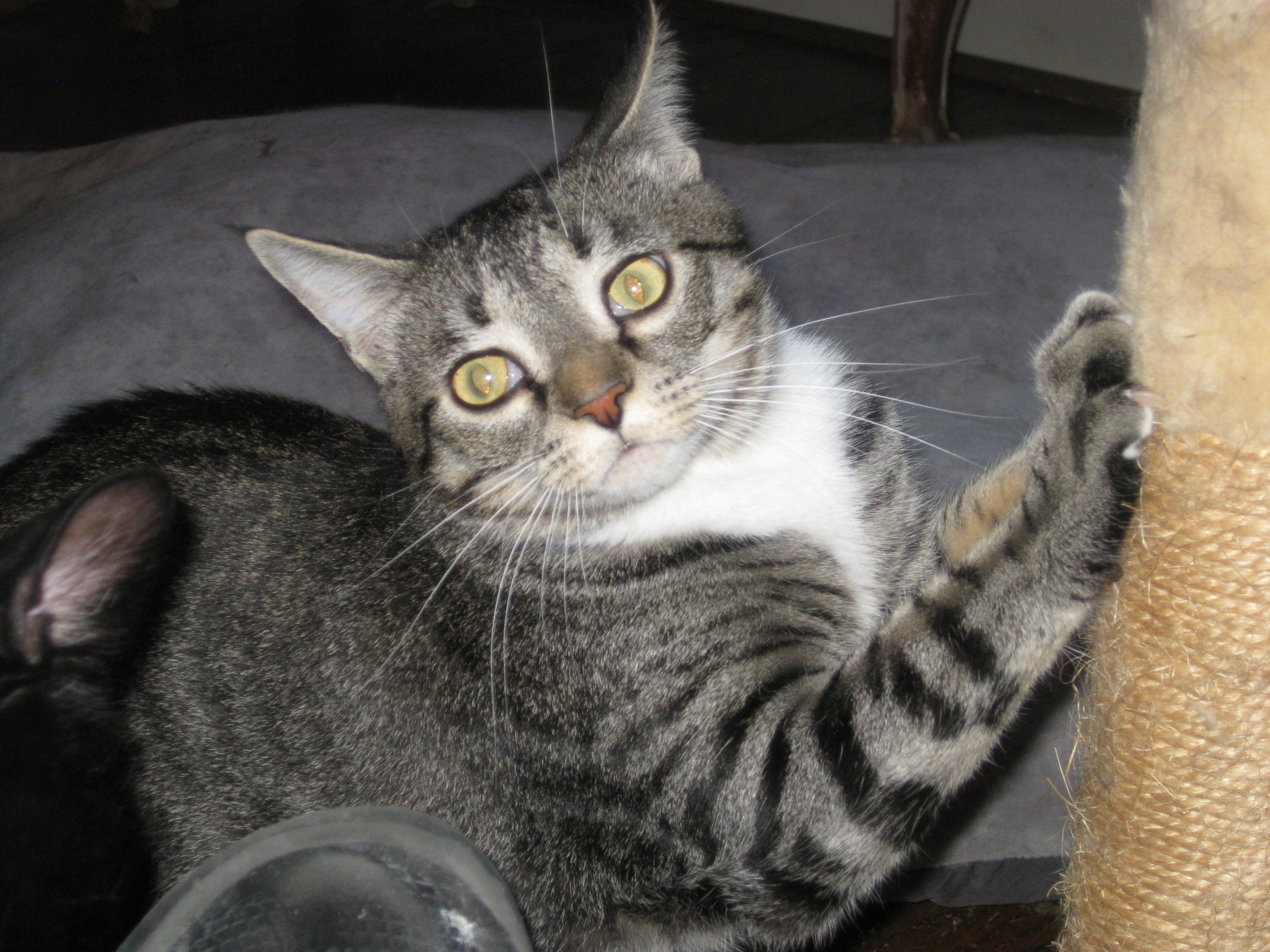 Binx photo 4