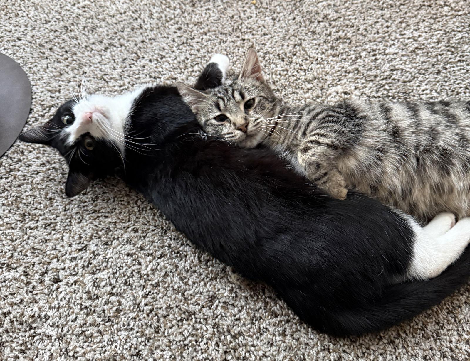 Willow & Zuzu BONDED — thumbnail 2