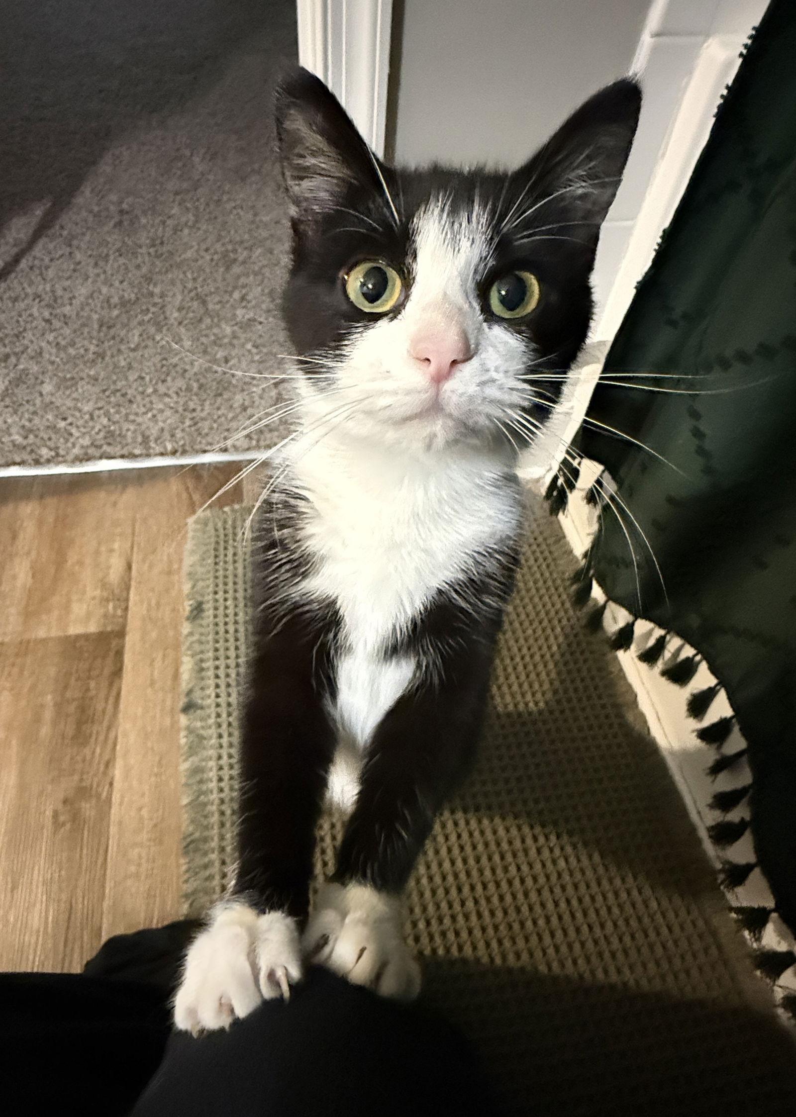 Willow & Zuzu BONDED — thumbnail 3