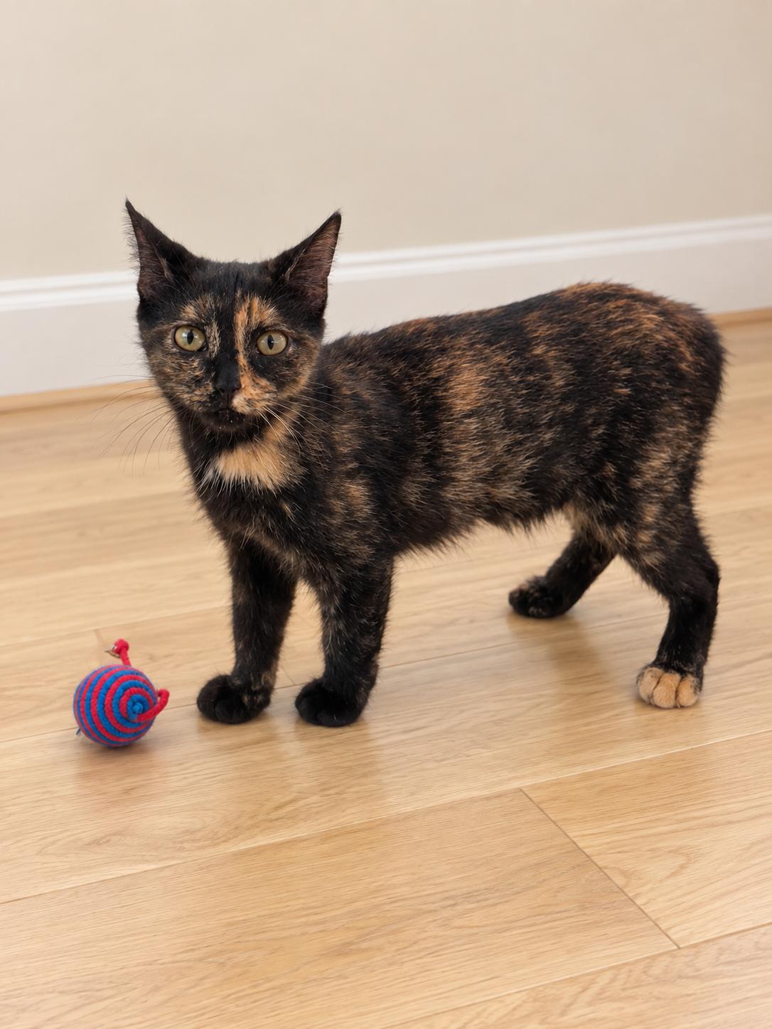 Enlarge Pumpkin, a Adopted Tortoiseshell in Hickory, NC image 3/5