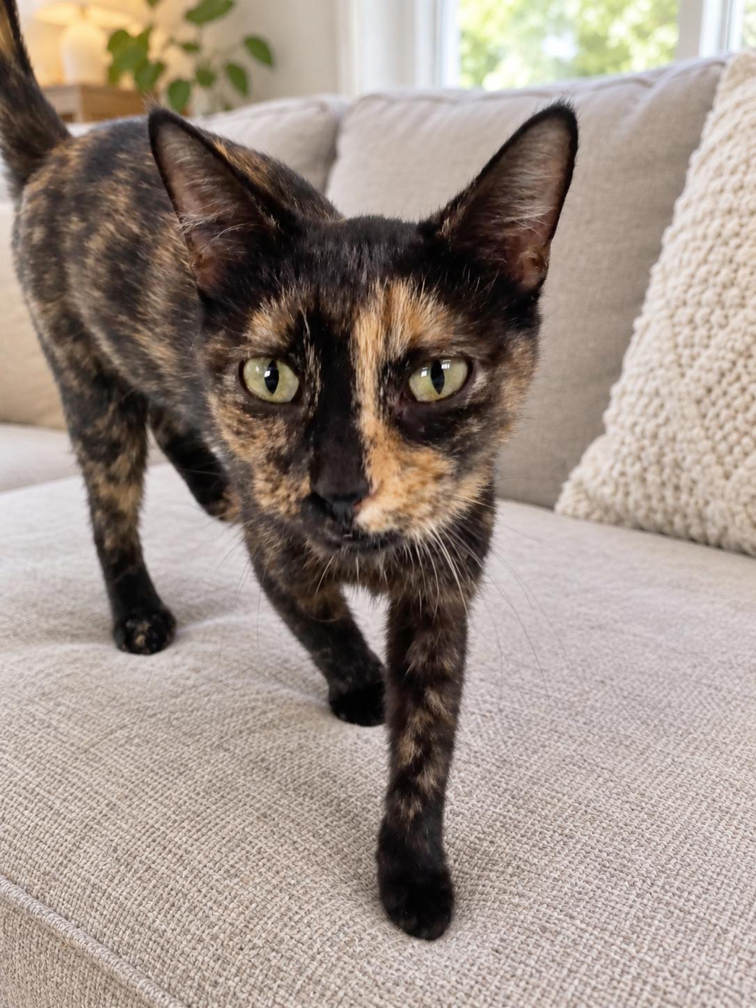 Enlarge Pumpkin, a Adopted Tortoiseshell in Hickory, NC image 2/5