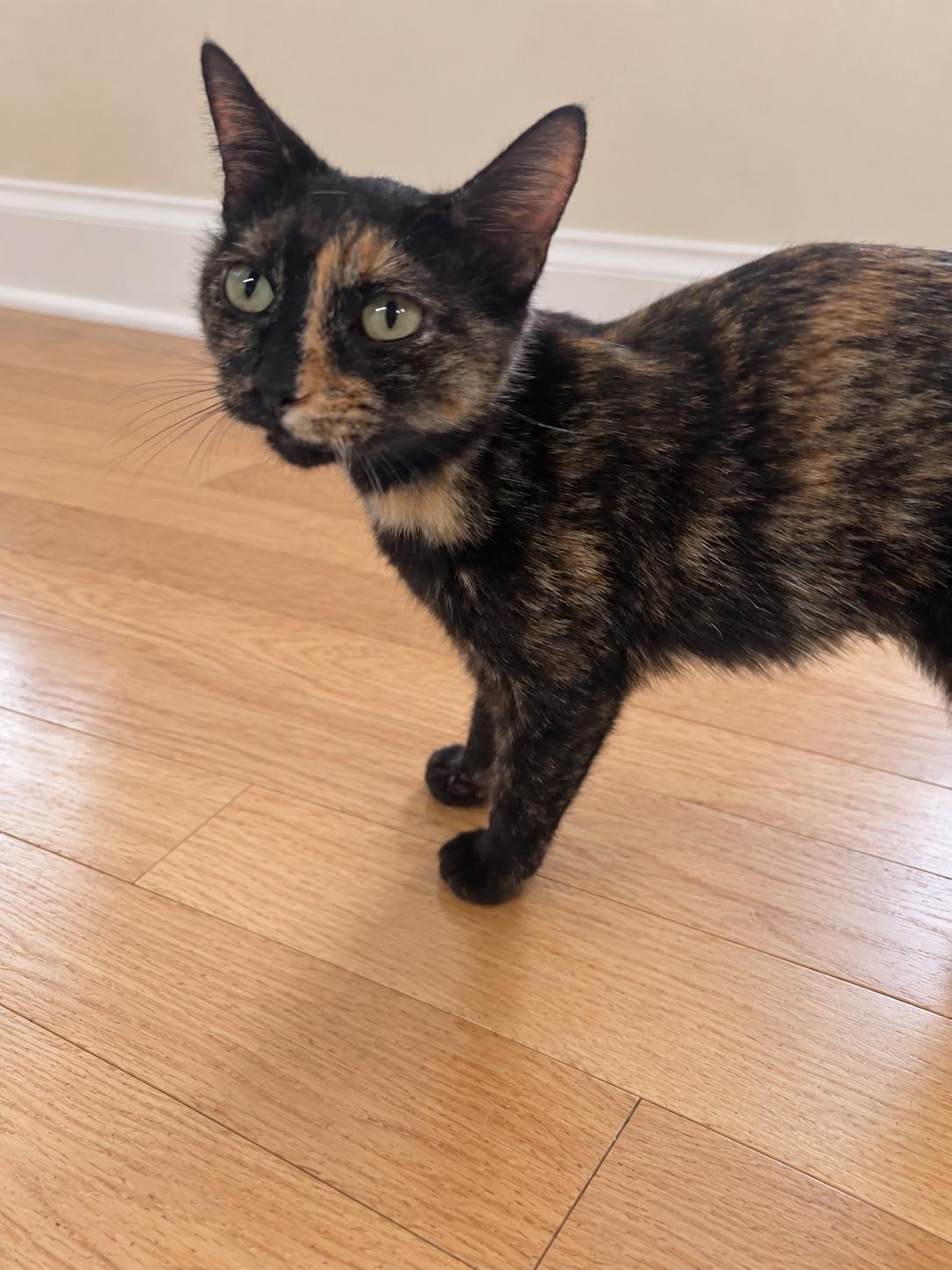 Enlarge Pumpkin, a Adopted Tortoiseshell in Hickory, NC image 5/5