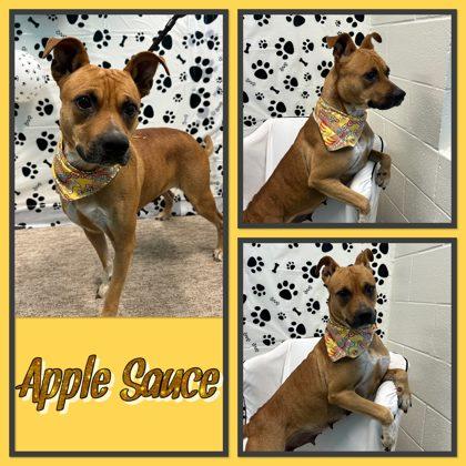 Apple Sauce, Adoptable, Adult Female Pit Bull Terrier & Mixed Breed.
