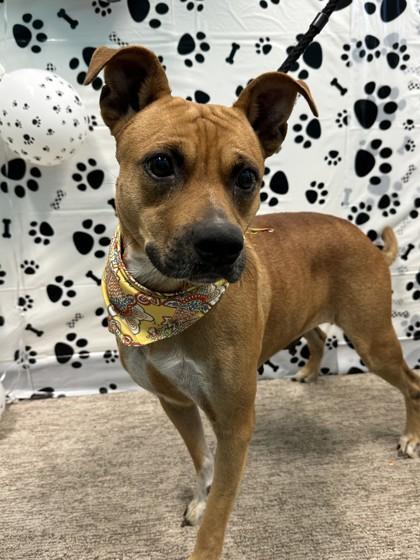Enlarge Apple Sauce, a Adoptable mixed breed in Seagoville, TX image 2/3