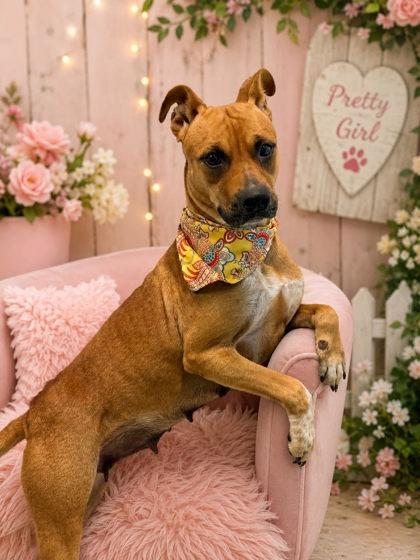 Enlarge Apple Sauce, a Adoptable mixed breed in Seagoville, TX image 3/3
