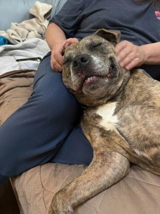 Queen, Adoptable, Senior Female Mixed Breed & Mixed Breed.