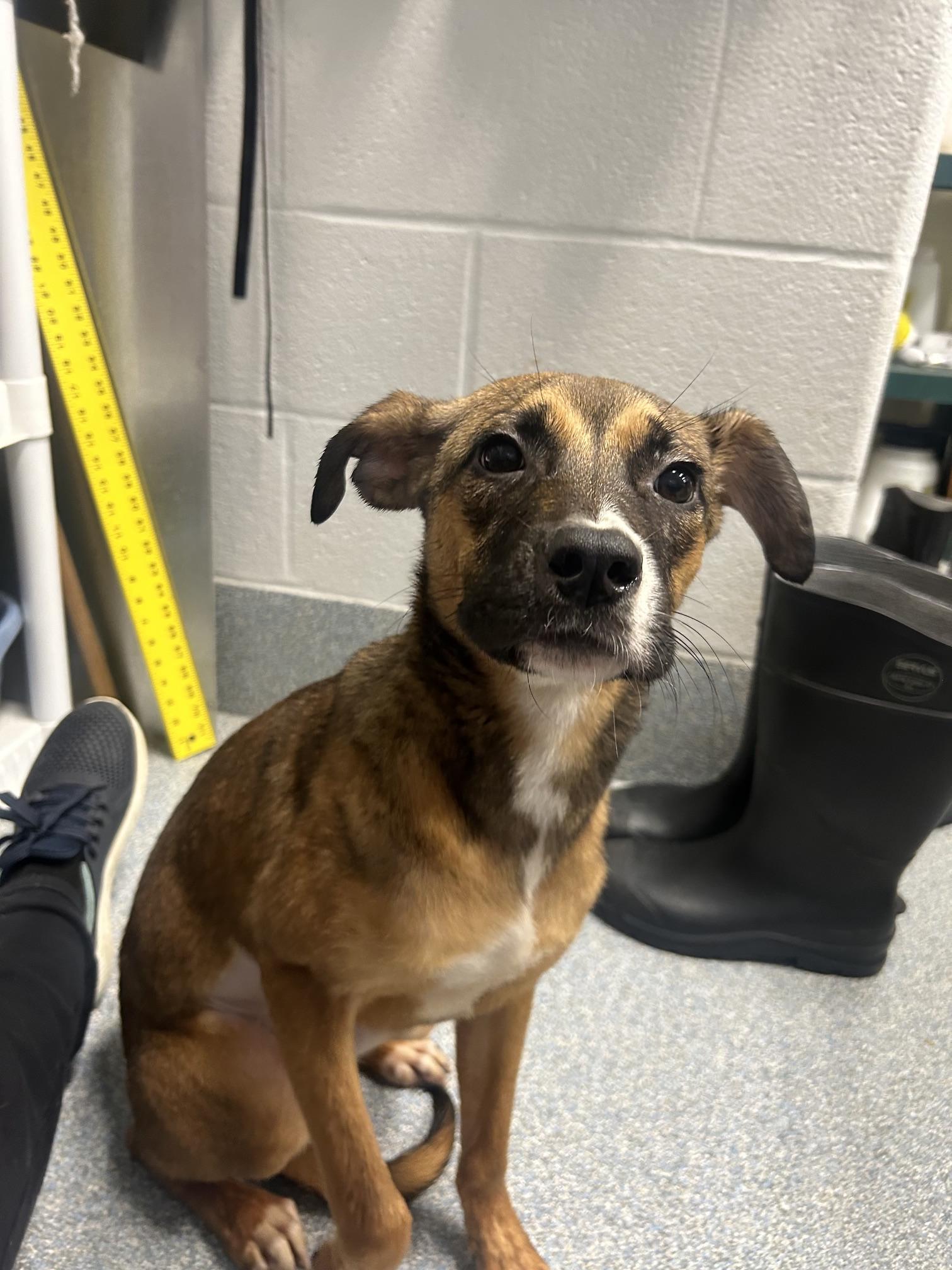 Darla, adopted, Young Female Boxer.