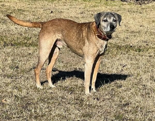 Charlie Senior, Adoptable, Senior Male Shepherd & Hound.