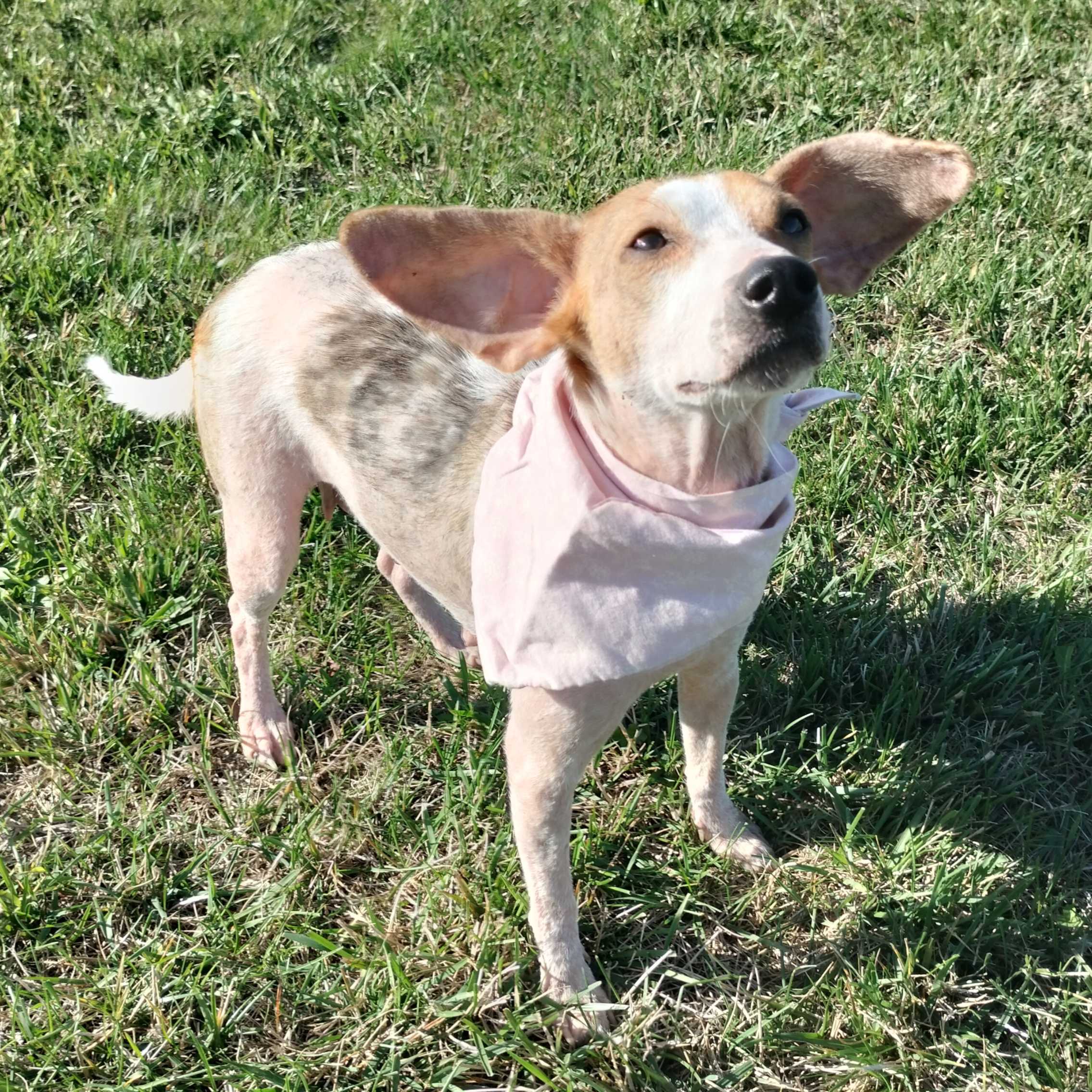 Dog for adoption Valkyrie, a Mixed Breed in Canal Winchester, OH