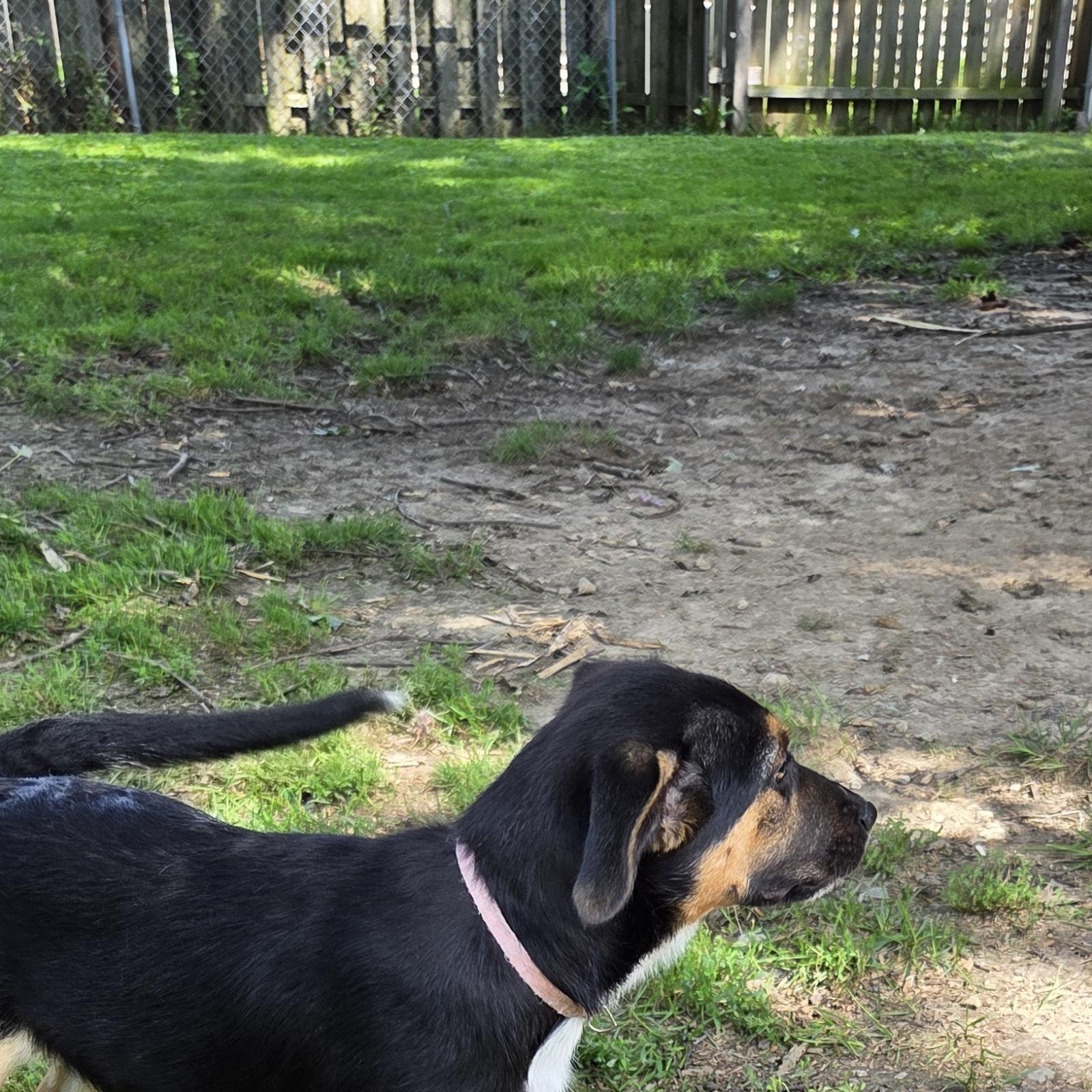 Enlarge Thelma, a Adoptable mixed breed in Muncie, IN image 5/6