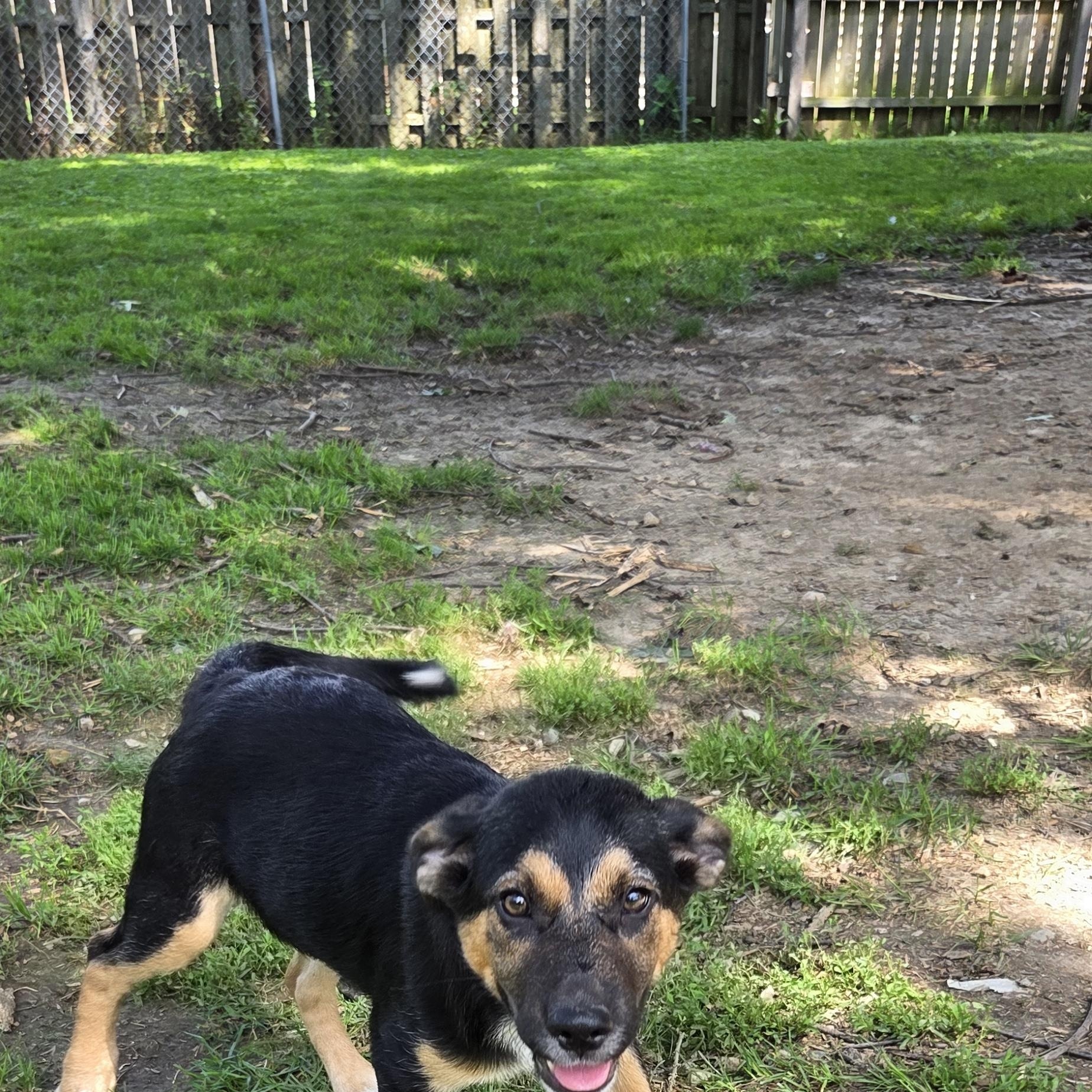 Enlarge Thelma, a Adoptable mixed breed in Muncie, IN image 2/6