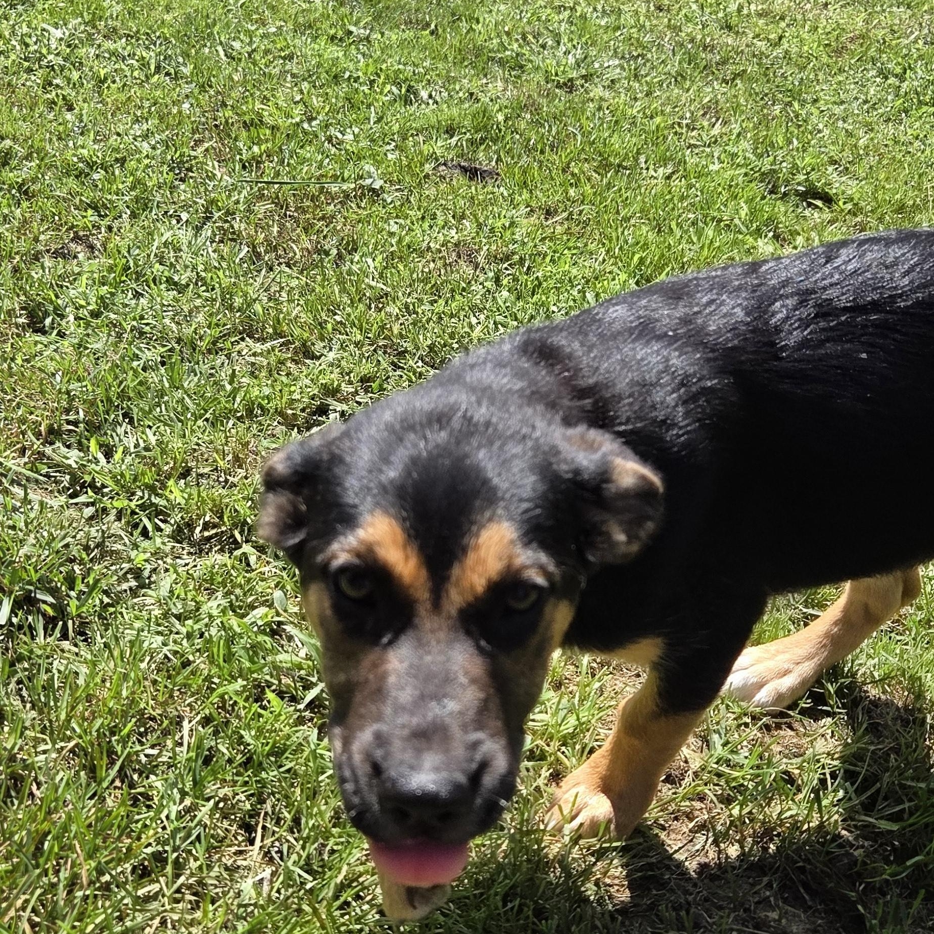 Enlarge Thelma, a Adoptable mixed breed in Muncie, IN image 6/6