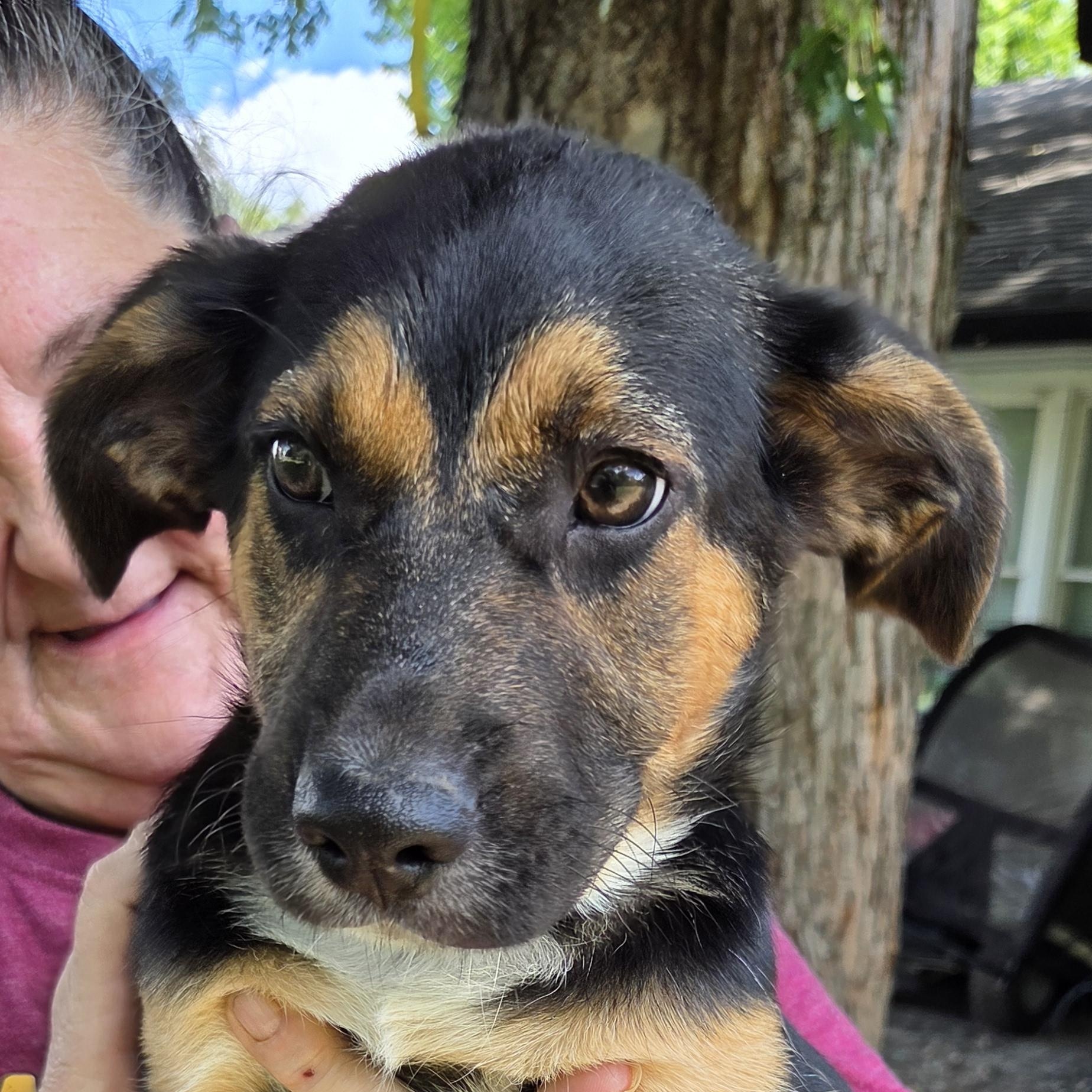Enlarge Thelma, a Adoptable mixed breed in Muncie, IN image 3/6