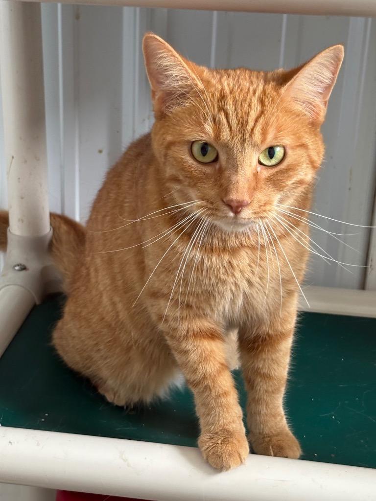 Clawdia, Adoptable, Young Female Domestic Short Hair.