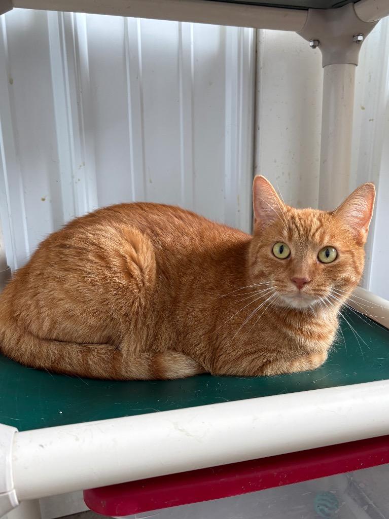 Enlarge Clawdia, a Adoptable mixed breed in Hartford City, IN image 2/4
