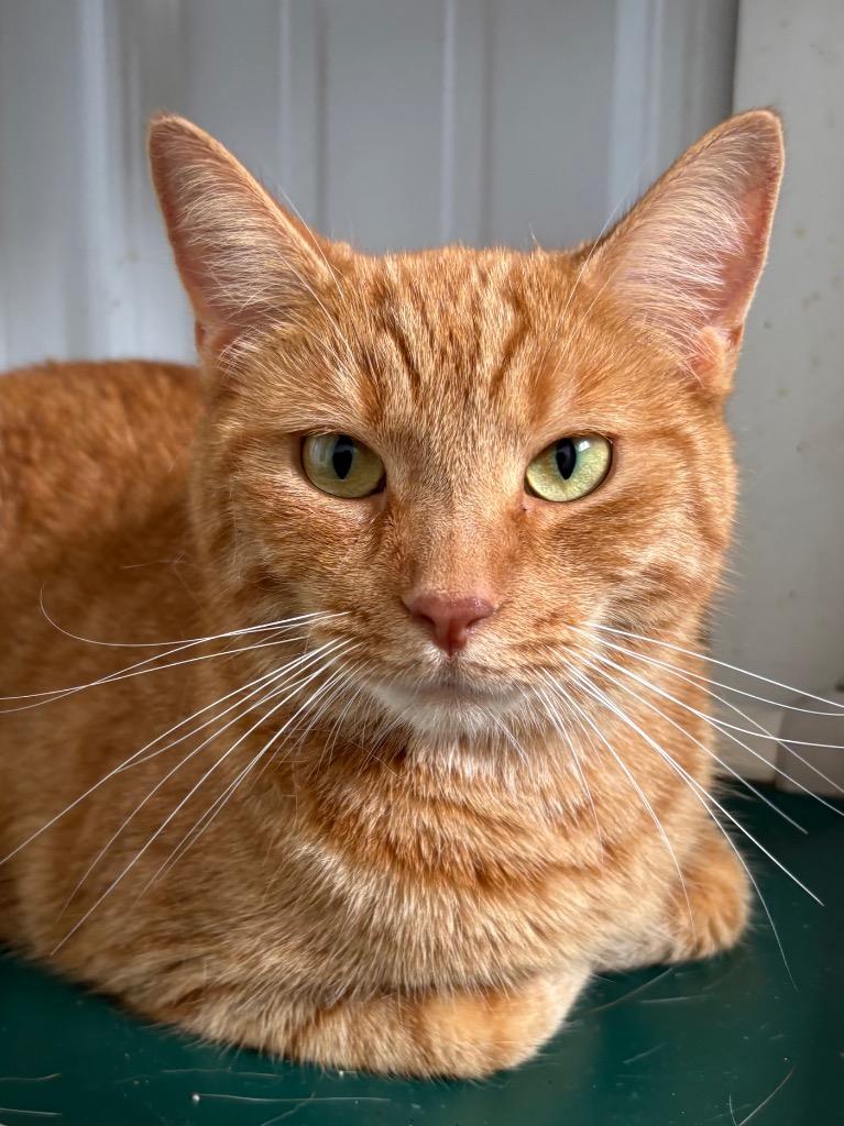 Enlarge Clawdia, a Adoptable mixed breed in Hartford City, IN image 3/4