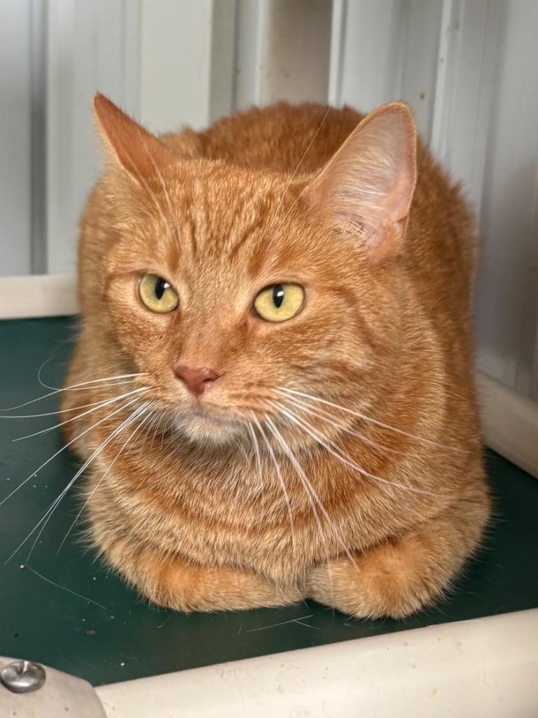 Enlarge Clawdia, a Adoptable mixed breed in Hartford City, IN image 4/4