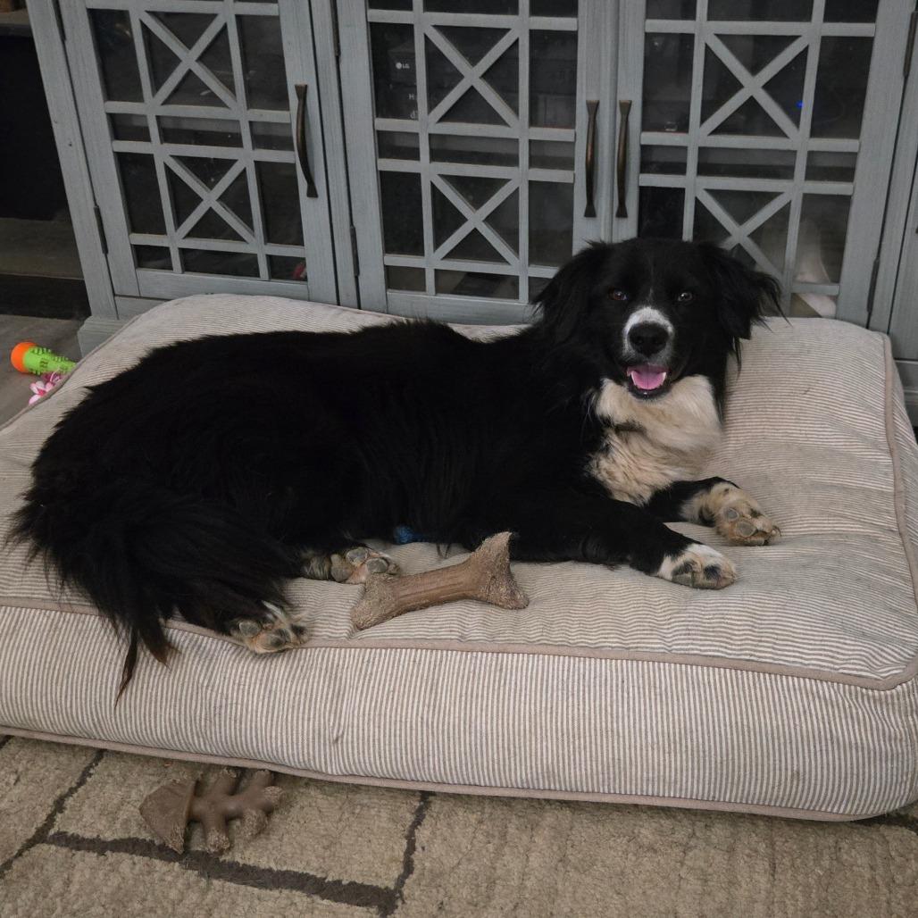 Fritz, Adoptable, Adult Male Collie.